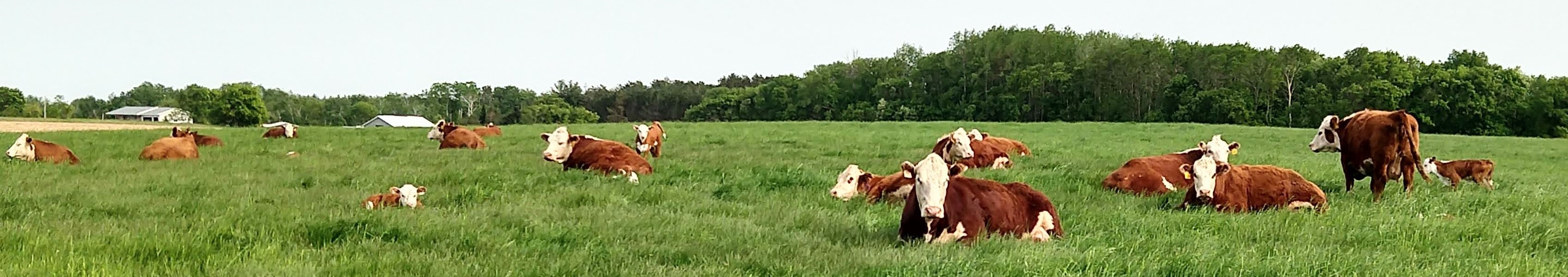cows_laying_field